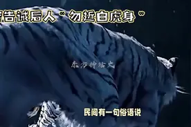 宁遭桃花劫，勿近白虎身图片