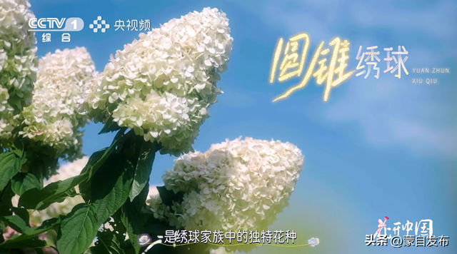 蒙自花开上央视！诚邀晒图，评论区专“宠”鲜花！