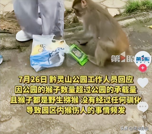 为护猴怒骂环卫工，南京男子遭网暴后道歉！景区：猴子太多会咬人