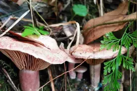 乌枞菌在小雪节气又生长了，来自大自然的馈赠，想吃的快去采摘图片