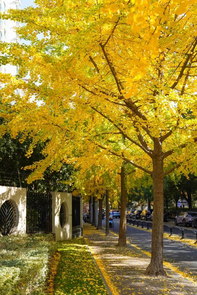 探徐汇｜赴一场落叶之约！徐汇街头美成童话