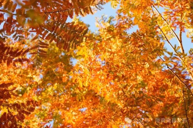 徽县：水杉的冬日华彩