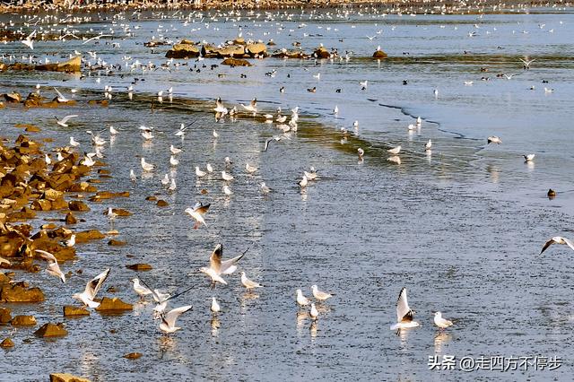深圳湾观鸟：海舞鸟歌映盛世