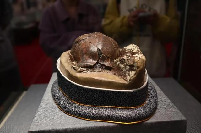 藏品20万+，这座博物馆“看宝”又“出片”！