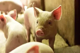 猪的寿命是多少年？如果一头猪一辈子不杀，能长到多大呢？图片