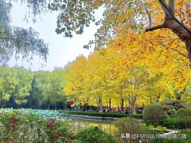 公园景区秋色图鉴,这几处必打卡