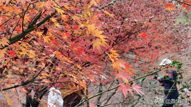 蓝山谷记：与十万株红枫的相遇