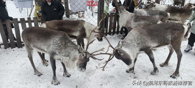 🔥漠河3天2晚封神攻略！打卡中国最北，泼水成冰+驯鹿互动！