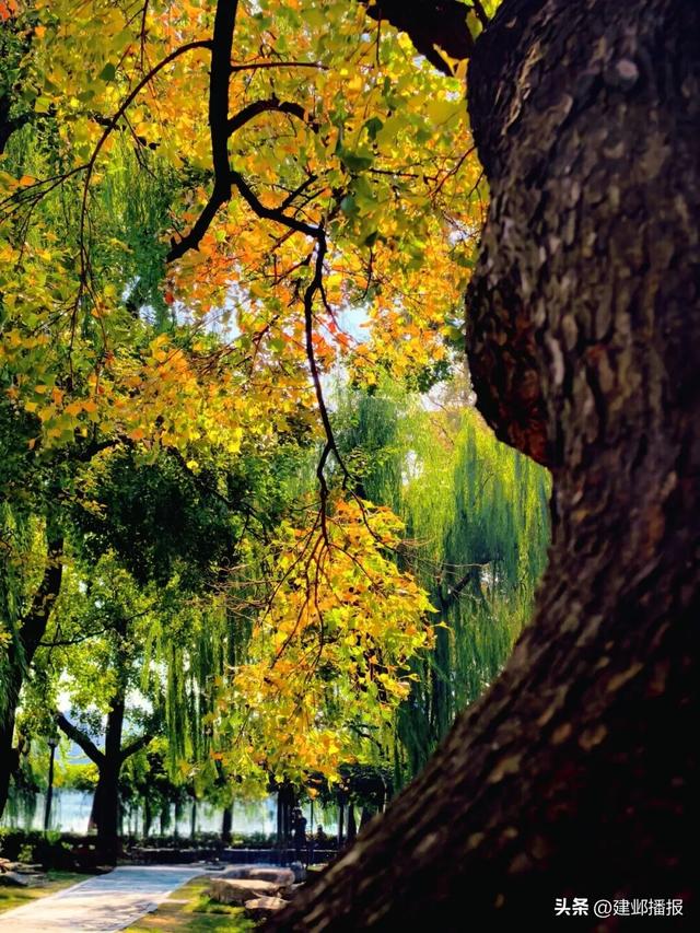 南京深秋顶流！莫愁湖的乌桕树藏不住了