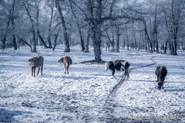为什么我劝你,冬天一定要去一次新疆?