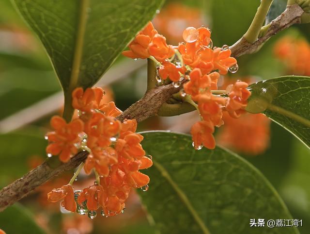 桂香漫城：桂林的秋日私语