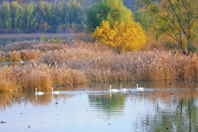 一湖初冬色，半城清欢美——三门峡苍龙湖的冬日盛景