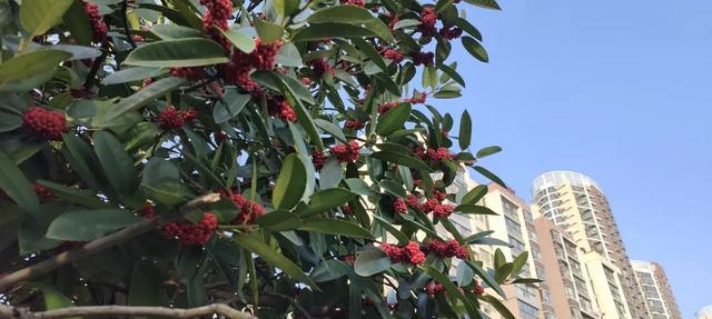 寻美薛城丨格外耀眼！大叶冬青红了，一起来龟山公园寻找冬日里的当“红”明星！