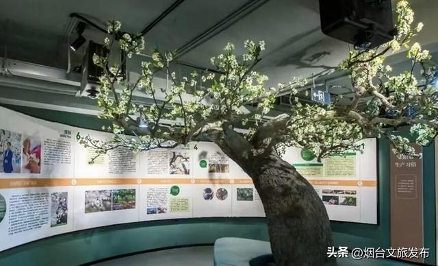 【乐游烟台】逛遍烟台，我最喜欢的慢节奏小城出现了→