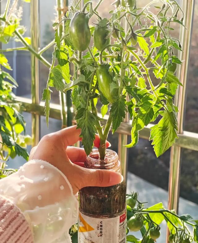 山东女子用200个矿泉水瓶在封闭阳台实现了蔬菜自由，网友:太牛了