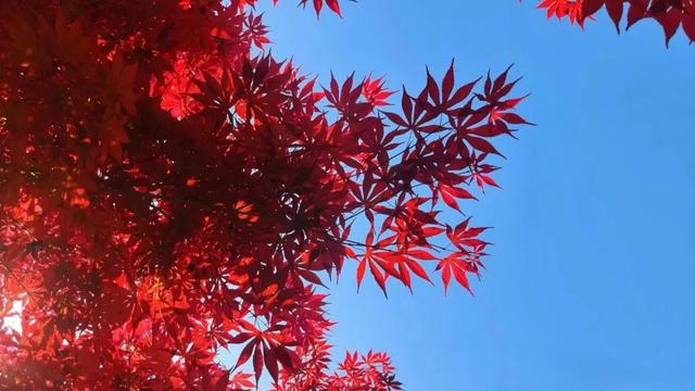 感受都市自然之美 石家庄公园广场红枫进入最佳观赏期