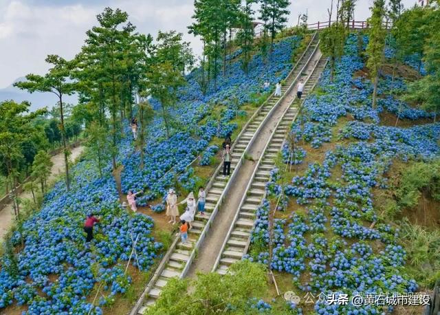 朋友圈C位预定!黄石一景区200亩绣球花将成蓝色海洋