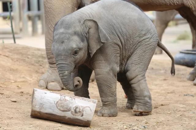 山东有自己的“疯狂动物城”！