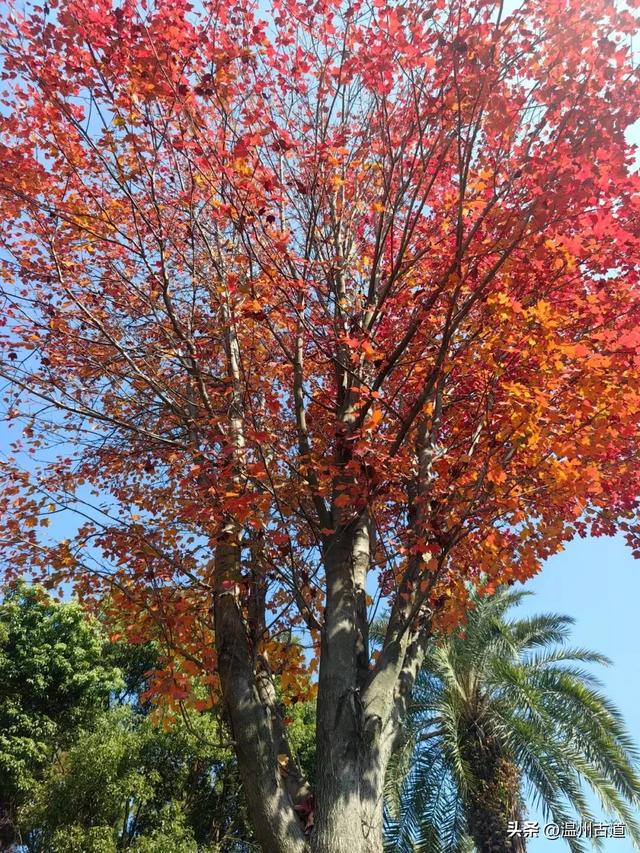 温州这个闹市中的公园,冬天亦有一番好风光!