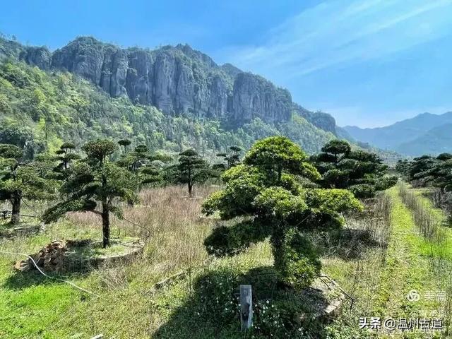 藏于浙江5A景区内有一处“十里铁甲龙”，洞穴众多形态奇特