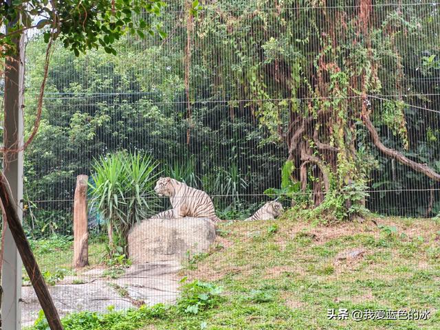 参观广州长隆野生动物园，全程感觉眼累手累腿不累