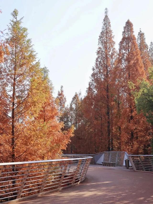 江阴版“西红柿炒蛋”，上线了！