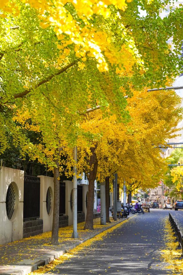 探徐汇｜赴一场落叶之约！徐汇街头美成童话