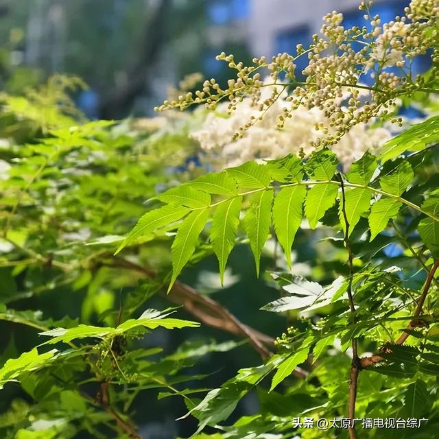 太原盛夏：公园里的花事盛宴