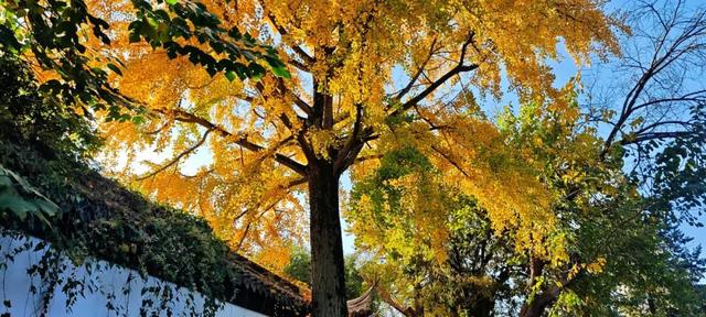 快来如皋打卡，错过就要等一年了🤩🤩🤩