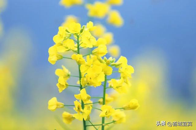 美如画！宜宾一地900亩油菜花开了