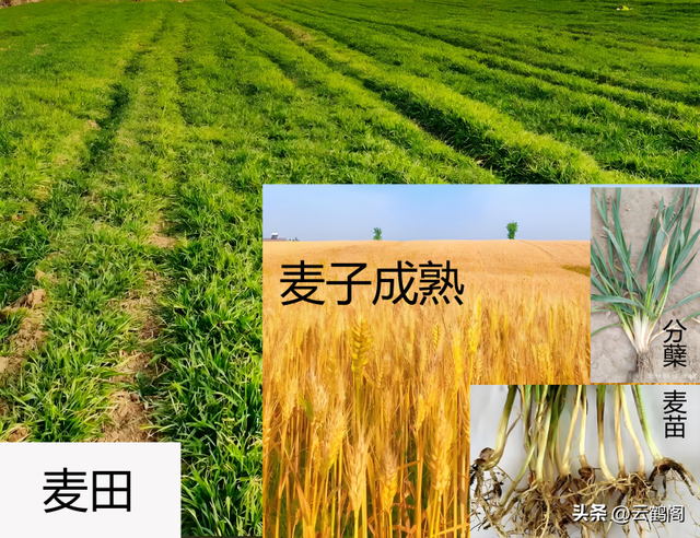 汉字探源：来字是麦字初文