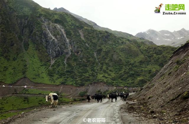 中国最后一条"野性进藏路"即将消失！10年前的越野地狱今成了坦途