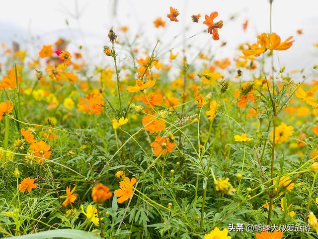 杭州超绝“波斯菊花海”来了，拍照遛娃露营齐全，地铁直达且免费