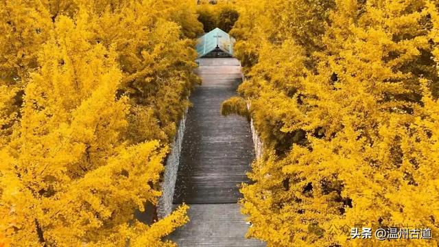 初冬，温州这处教堂旁的银杏林，从来不负秋！