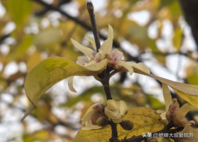 2026杭州赏梅大戏正式开幕，六大观赏地来了，可来一场风雅之约！