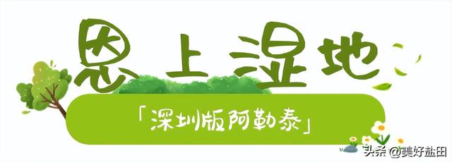 在深圳，散步才是正经事～