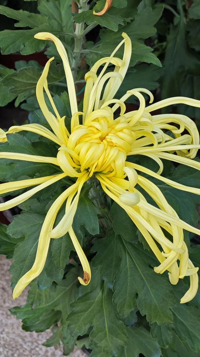 国庆旅游推荐 | 西安植物园邀您共赴秋季花宴
