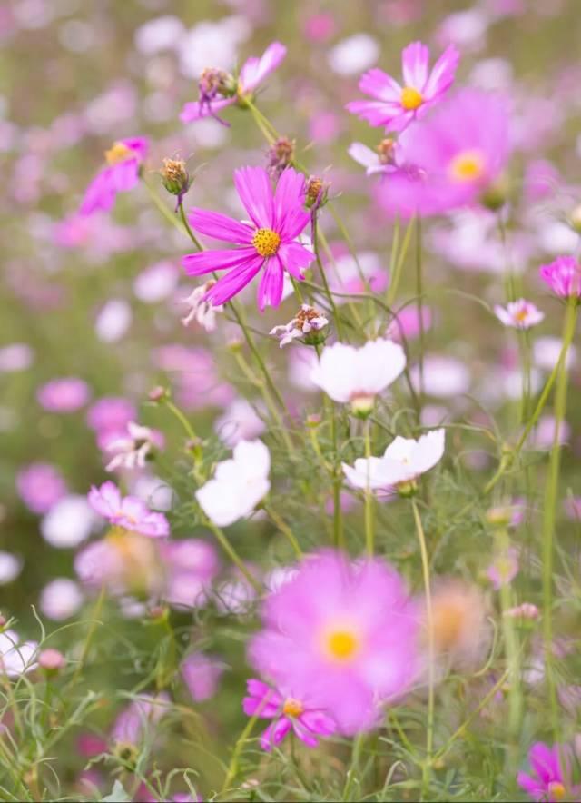 格桑花开，河鲜正鲜！来高要这里，邂逅一场粉色浪漫~