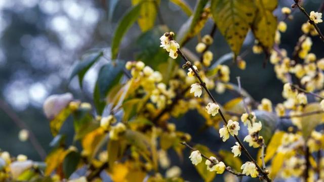 即刻出发！三款新年宝藏玩法，带你趣玩南岸