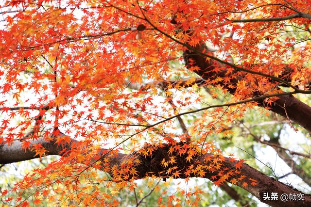 层林尽染，上海红叶特色公园闵行红园枫叶色彩斑斓进入最佳观赏季