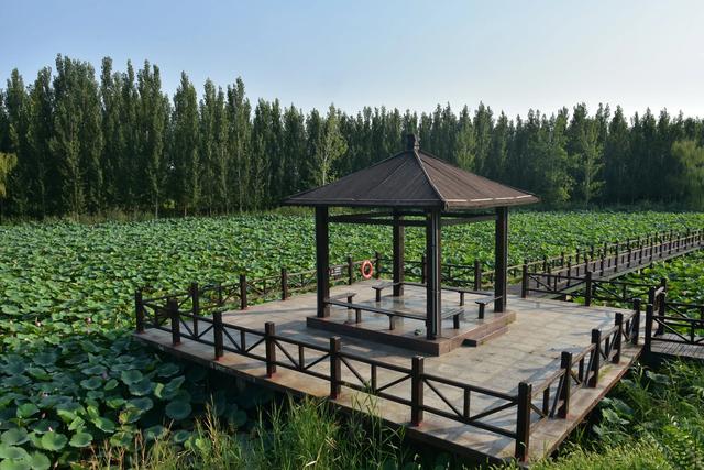 山东泰安东平稻屯洼湿地公园的荷花仙子