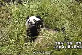痛心！大熊猫优优走了图片