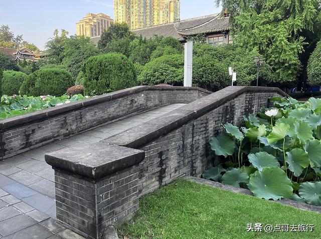 成都第二波荷花开了，环境清凉，比第一波更震撼人心，不要门票！