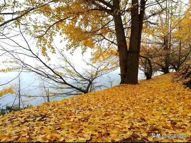 银杏染秋——九峰的金色童话