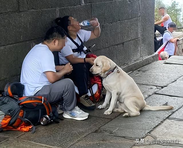 爬泰山的作死夫妻被制裁！导盲犬被收回，身份被扒，家里还有一只