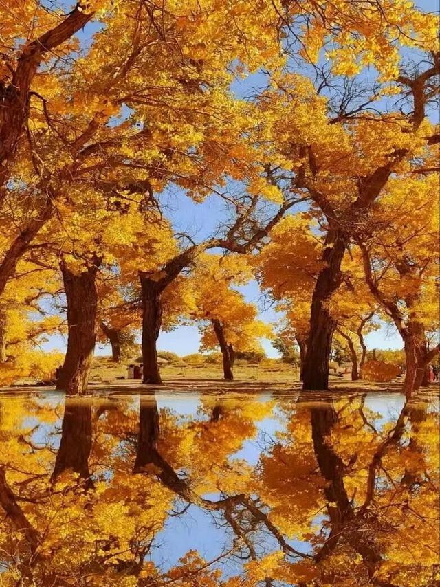 轮台胡杨7 个冷门角落