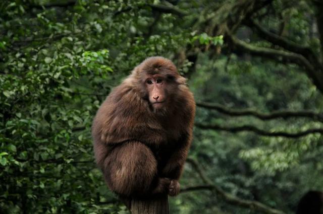 青山如黛,锦绣峨眉——峨眉山旅游攻略
