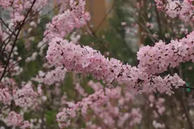 武汉樱花季爆火！各路顶流都来了，雷军凌晨抢镜、《奔跑吧》全员打卡……图片