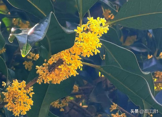 桂香漫城：桂林的秋日私语