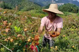 余德顺 林剑：山间野果刺梨变“金果”科技力量打造“千斤园”图片